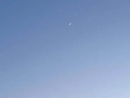 Relaxing Bird Songs (8 Hours)