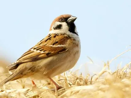 Relaxing Birdsong & Piano For Deep Sleep