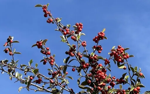 Relaxing Body Scan Meditation