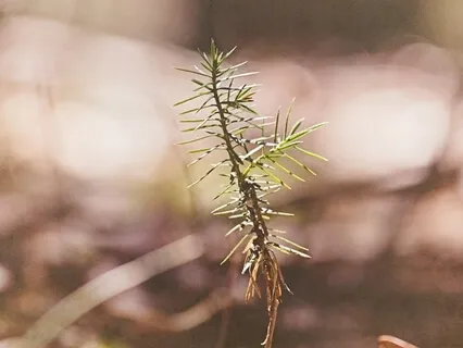 Relaxing Breath Technique (4-7-8)