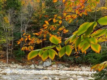 Relaxing By The Stream