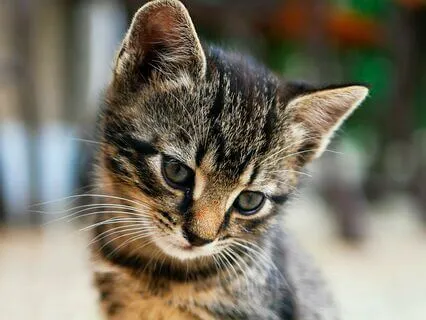 Relaxing Cat Purring