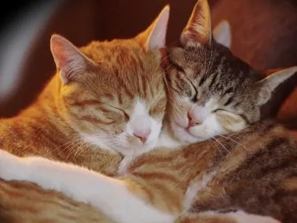 Relaxing Cat Purring