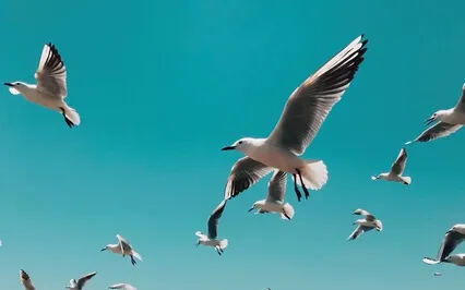 Relaxing Cello Music & Seagulls