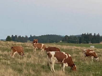 Relaxing Cowbell Sounds From The Swiss Mountains