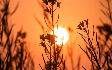 Relaxing Crickets At Sunset Hour - Nature Sounds For Sleep