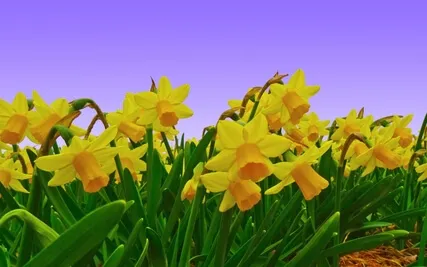 Relaxing Daffodil Visualisation
