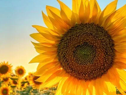 Relaxing Daily Wellbeing Affirmations Meditation