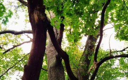 Relaxing Flute For A Deep Sleep