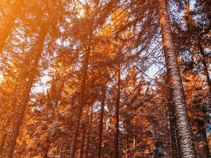 Relaxing Forest Nature Sounds | Wind Chimes, Birds, Fire