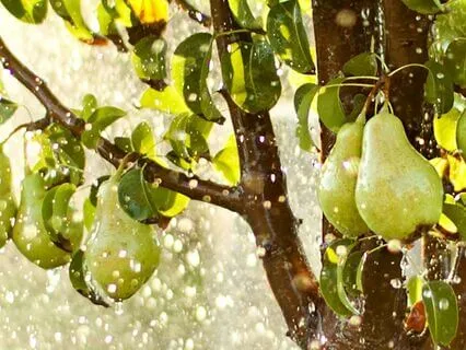 Relaxing Green Noise With Light Rain In The Garden