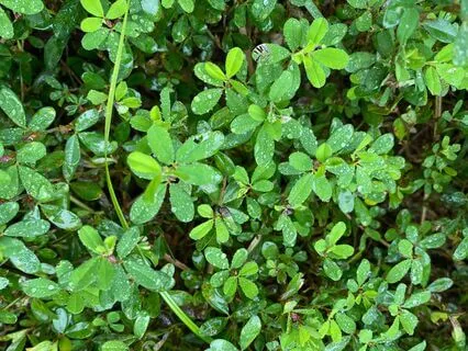 Relaxing Harmonies For Peaceful Meditation