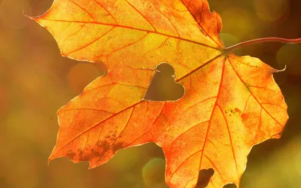 Relaxing Harp With Birds Sounds