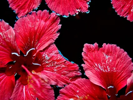 Relaxing In The Ruby Light