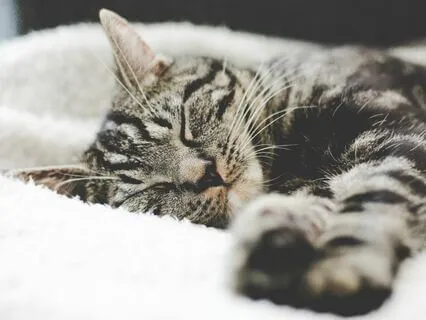 Relaxing into Deep Sleep (3.2 Hz Delta Brain Wave Music)