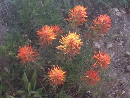 Relaxing Into Ordinary Sounds - A Deep Rest Meditation