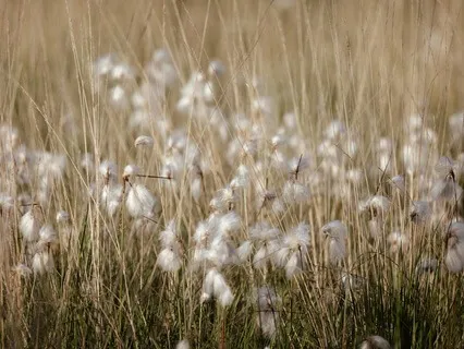 Relaxing Into Presence