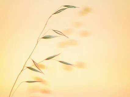 Relaxing Into Stillness