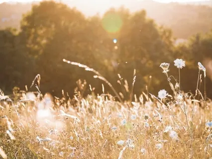Relaxing Meadow Journey