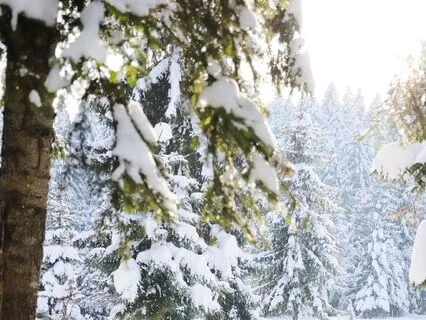 Relaxing Meditation Meet Winter Spirits In The Woods