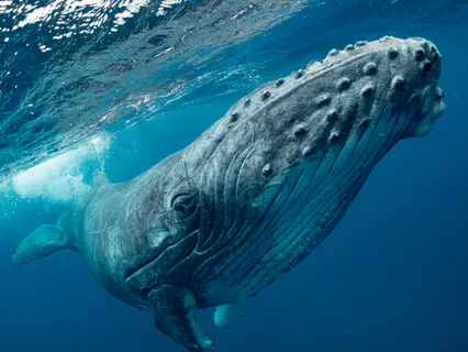 Relaxing Music & Whale Sounds For Sleep & Relaxation