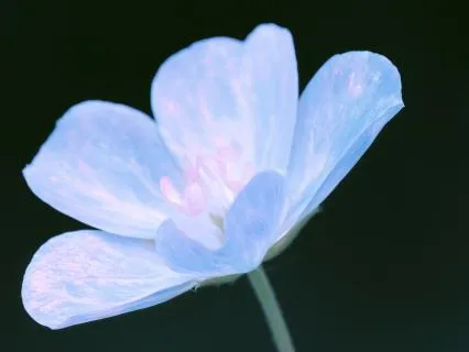 Relaxing Music: Feel Calm Right Now and Slow Racing Thoughts