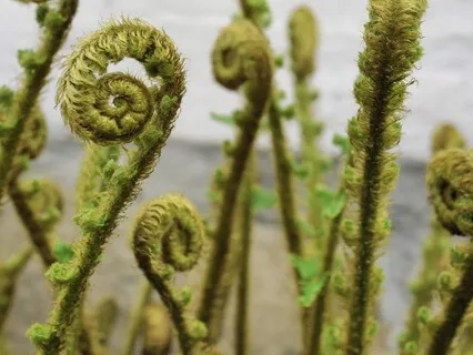 Relaxing Music For Healing Your Inner Journey