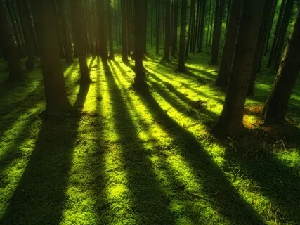 Relaxing Music For Seclusion