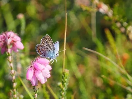 Relaxing Music For Your Mind