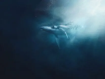 Relaxing Music: "Whale And Birds"