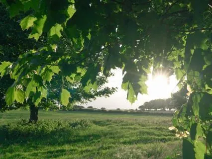 Relaxing Music With Birdsong