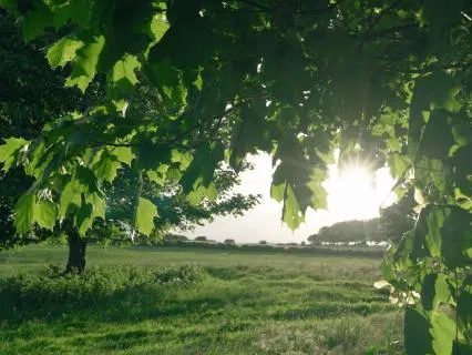 Relaxing Music With Birdsong