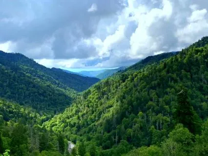Relaxing Music With Mountain Birdsong
