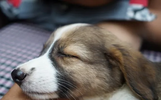 Relaxing My Dog (Extended Version)