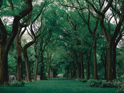 Relaxing Nature Ambience