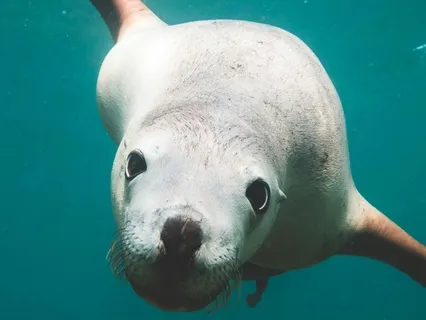 Relaxing Nature-Inspired Sounds for Inner Calm and Focus