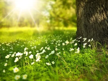 Relaxing Nature Music