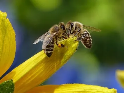 Relaxing Nature Sounds: Bees At Work