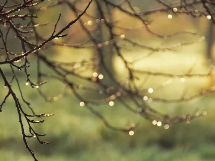 Relaxing Nature Sounds  |  Soft Rain On A Tent  |  Bird Ambience
