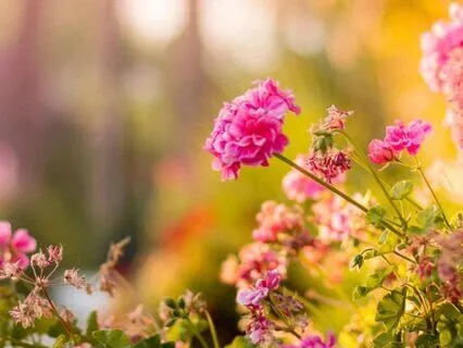 Relaxing On The Velvet Cushion (Bedtime Story)