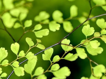 Relaxing Peace Frequency 4Hz