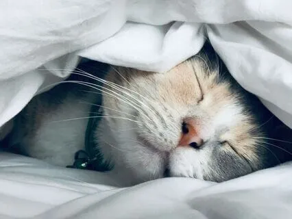 Relaxing Piano 432 Hz For Sleep | Silent Night Dreams