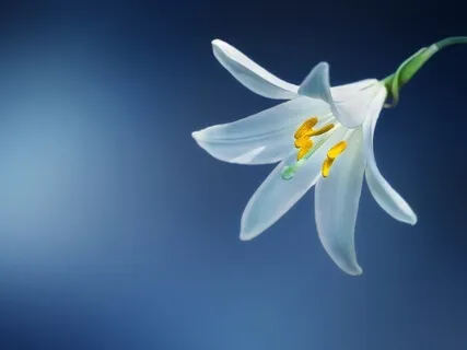 Relaxing Piano Music - Gentleness