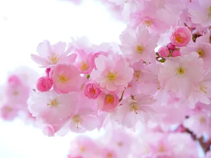 Relaxing Piano Music - Serenity