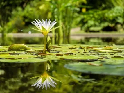 Relaxing Piano Music - The Lake
