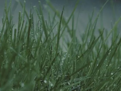Relaxing Piano & Rain Sounds For Sleep – Raindrops On Grass
