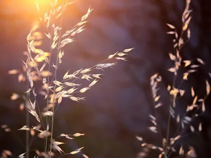 Relaxing Piano With Ho'oponopono