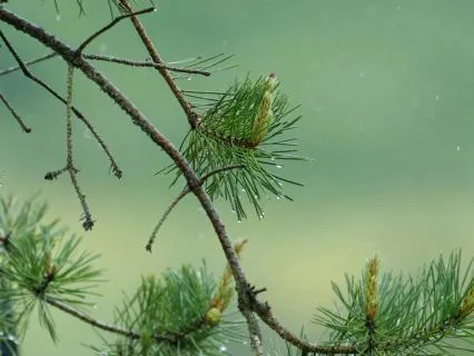 Relaxing Rain For Deep Sleep