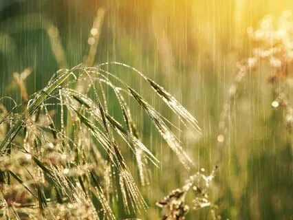 Relaxing Rain Music For Deep Sleep [Rain Sounds Collection]