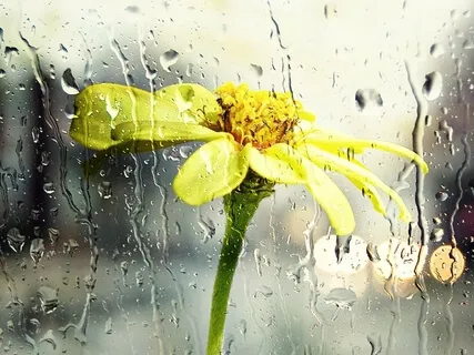 Relaxing Rain Nature Sounds